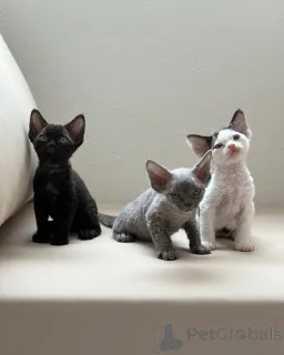 Фото №1. девон рекс - купить в Франкфурт-на-Майне за договорная. Объявление №161166