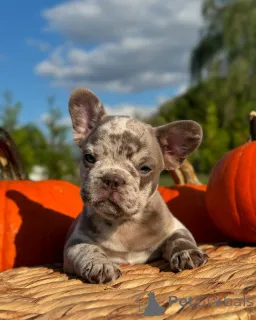 Фото №3. Французские бульдоги для усыновления.  Германия