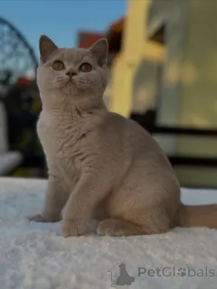 Фото №1. британская короткошёрстная - купить в Аугсбург за договорная. Объявление №153741