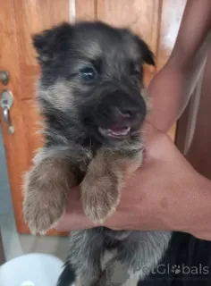 Фото №1. немецкая овчарка - купить в Берлине за договорная. Объявление №140713