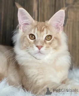 Фото №2 к объявлению №163466 о продаже мейн-кун - купить в Германии заводчик