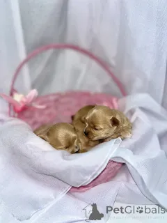 Фото №4. Продажа мальтипу в Абу -Даби частное объявление - цена 139151₽