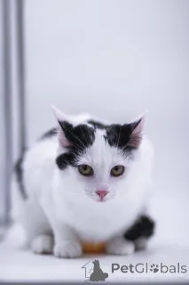 Фото №2 к объявлению №155317 о продаже  - купить в России частное объявление