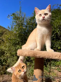 Фото №1. британская короткошёрстная - купить в Геленджике за Бесплатно. Объявление №154748