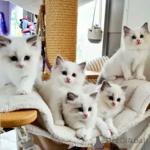 Фото №1. рэгдолл - купить в Колоне за 23192₽. Объявление №155936