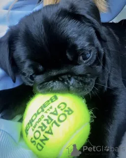 Фото №2 к объявлению №159840 о продаже мопса - купить в Филиппинах частное объявление