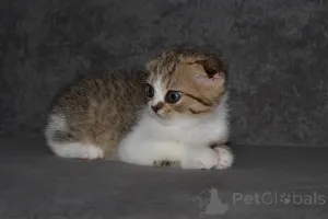 Дополнительные фото: Шотландская кошечка в мраморном окрасе