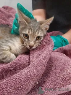 Дополнительные фото: Котята Шурик, Мия и Валентин ищут дом.