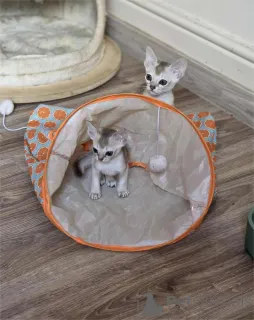 Фото №1. сингапурская - купить в Эркнер за 32468₽. Объявление №155127