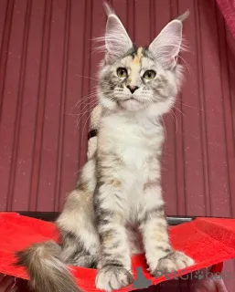 Дополнительные фото: Ум, обаяние и немного озорства вот Финн для тебя!