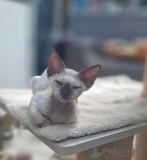 Дополнительные фото: Котята Девон Рекс