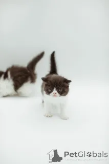 Фото №2 к объявлению №144556 о продаже персидская - купить в Германии заводчик