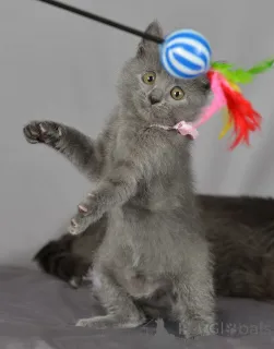 Фото №1. русская голубая - купить в Хельсинки за 23192₽. Объявление №154774