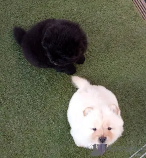 Фото №2 к объявлению №158696 о продаже чау-чау - купить в Эстонии частное объявление