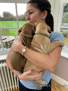 Дополнительные фото: Щенки бульмастифа