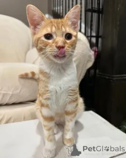 Фото №1. беспородная - купить в Мюнхене за 46384₽. Объявление №150614