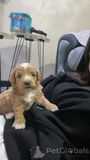 Дополнительные фото: Солозцы красивые щенки для продажи