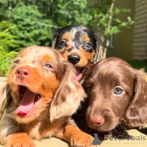 Фото №3. Щенок таксы на усыновление.  Ирландия