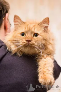 Фото №3. Рыжик ищет дом!. Россия