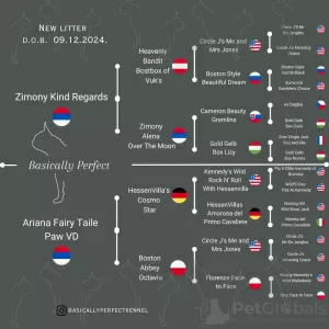 Дополнительные фото: Бостонский терьера щенков из родословных чемпионов