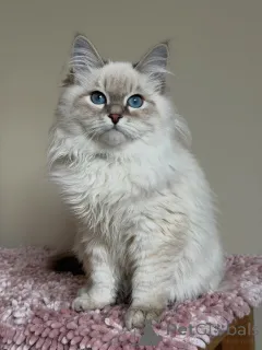 Фото №3. Wunderschönes Sibirisches Kätzchen. Германия