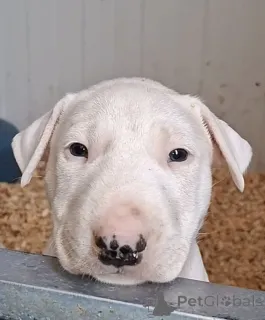 Фото №4. Продажа бультерьера в Бачка-Паланка  - цена договорная