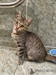 Фото №4. Продам  в Москова частное объявление - цена Бесплатно