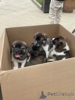 Фото №1. акита-ину - купить в Берлине за 69575₽. Объявление №161269