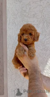 Дополнительные фото: Миниатюрные щенки для игрушек пуделя