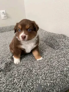 Фото №3. Продаются здоровые щенки австралийской овчарки..  Швейцария