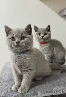 Фото №1. британская короткошёрстная - купить в Дегерби за 37107₽. Объявление №171739