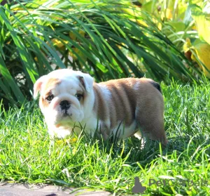 Дополнительные фото: Щенок английского бульдога