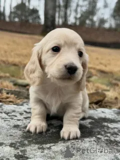 Фото №3. Urocze szczenięta jamnika do adopcji.  Польша