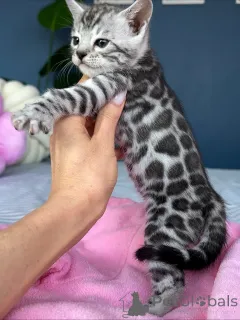 Фото №3. Вундершенс Саванна-Кетчен. Германия