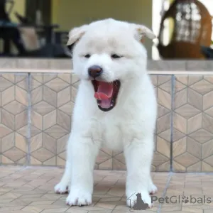 Фото №2 к объявлению №164873 о продаже сиба-ину - купить в Бельгии частное объявление, заводчик