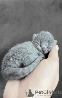 Фото №3. Beautiful British Shorthair Blue Babies. Турция