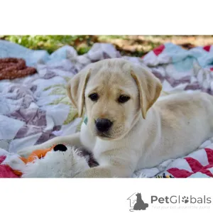 Фото №3. Готово сейчас! 12-недельные черно-желтые щенки лабрадора (кобель и сука).  Великобритания