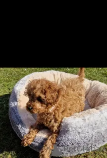 Фото №2 к объявлению №139606 о продаже беспородную - купить в Швейцарии заводчик