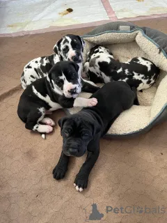 Фото №1. немецкий дог - купить в Париже за 92767₽. Объявление №166749