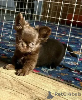 Фото №4. Продажа чихуахуа в Мюнхене заводчик - цена договорная