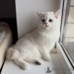 Фото №2 к объявлению №165015 о продаже шотландская вислоухая (скоттиш фолд) - купить в Германии частное объявление, заводчик