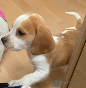 Дополнительные фото: Щенки бигля.