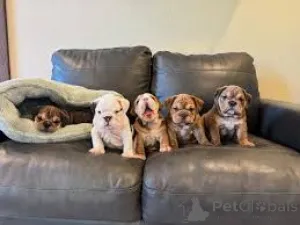 Фото №1. английский бульдог - купить в Париже за 64937₽. Объявление №160957