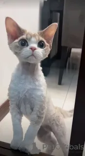 Фото №2 к объявлению №157796 о продаже петерболд (петербургский сфинкс) - купить в Германии из приюта, заводчик