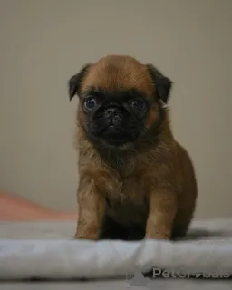 Фото №2 к объявлению №158234 о продаже пти-брабансона - купить в Беларуси из питомника, заводчик