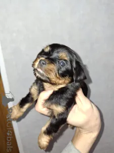 Дополнительные фото: Чистокровные щенки Йоркширского Терьера. 