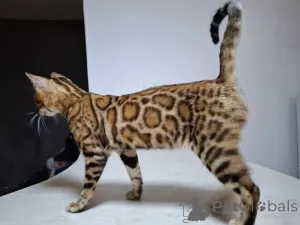 Дополнительные фото: BENGAL KITTEN