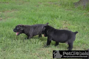 Фото №3. Cane Corso Puppies для продажи..  Нидерланды