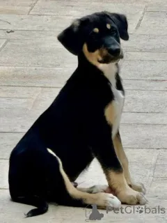 Фото №3. Очаровательные голые щенки Мексики (Xoloitzcuintle).  Бельгия