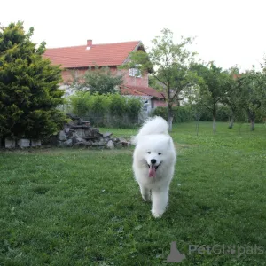 Дополнительные фото: Самоджед мужчина